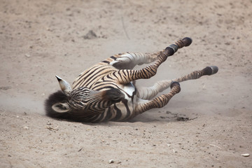 Plakat Chapman's zebra (Equus quagga chapmani).