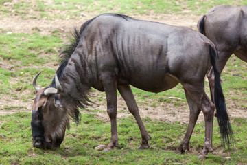 Blue wildebeests (Connochaetes taurinus)