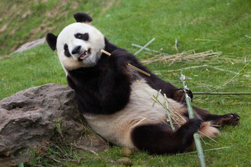 Giant panda (Ailuropoda melanoleuca).