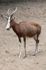 Blesbock (Damaliscus pygargus phillipsi).