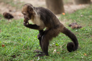 Golden-bellied capuchin (Sapajus xanthosternos)