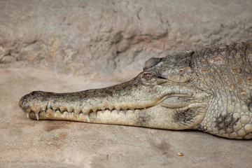Slender-snouted crocodile (Mecistops cataphractus).
