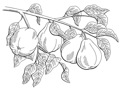 Quince fruit graphic branch black white isolated sketch illustration vector