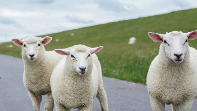 Three lamb in the meadow