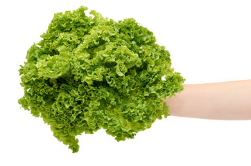 Obraz premium Female hands hold a green and fresh lettuce. Isolated on white background