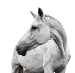 Naklejka premium Biały koń na białym tle