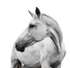 Fotobehang Wit paard op witte achtergrond © Kunz Husum