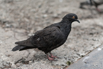 Pigeonon the promenade in the park