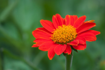 Mexican sunflowers