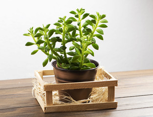 Plant on wooden table. Decor.
