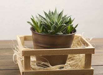 Cactus decoration on wooden table.