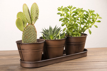 Cactus and plant decoration on wooden table.