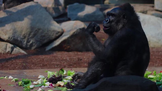 grosser Menschenaffe isst Gem&uuml;se