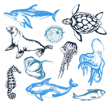 Sea Creatures - illustration of vector vintage composition