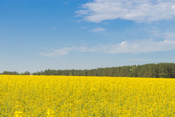 Fototapeta premium Rape field against the blue sky with clouds and forest, background