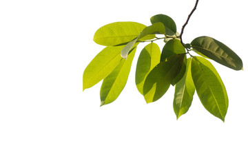 Green leaves on a white background,clipping path.
