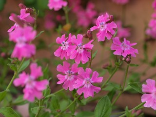 フクロナデシコの花