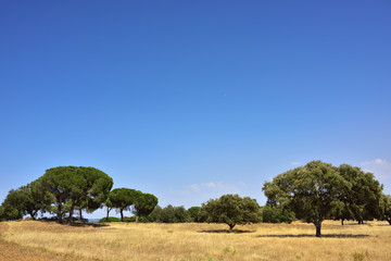 Fototapeta na wymiar Cork oak trees, Portugal