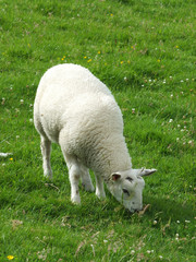 Naklejka na ściany i meble young white lamb grazing in a field in spring