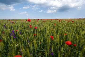 Beautiful poppies in the field