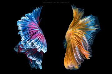 Siamese fighting fish isolated on black background - 163239969