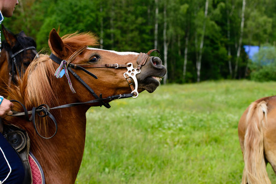 cavalryman on horseback
