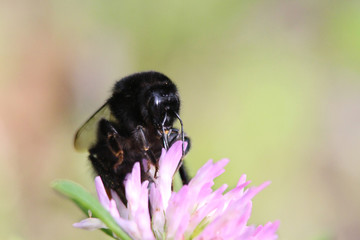 bumble bee and pink flower