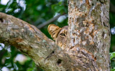 Lioness hides in the tree branches  of a large tree. Uganda. East Africa. An excellent illustration.