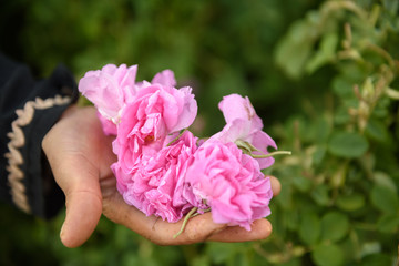 Rose damaschena harvesting in Morocco
