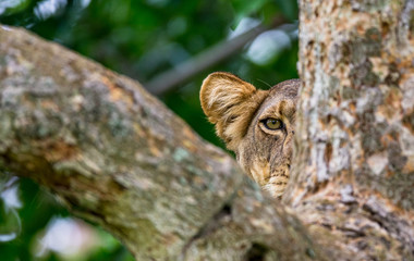 Lioness hides in the tree branches  of a large tree. Uganda. East Africa. An excellent illustration.