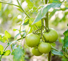 Young green tomatoes growing in the sunlight. Agriculture concept.