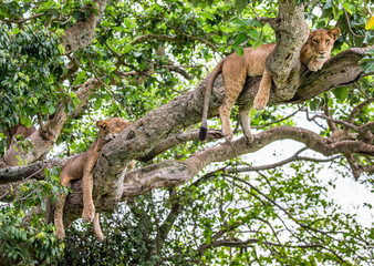 Two lionesses lie on a big tree. Close-up. Uganda. East Africa. An excellent illustration