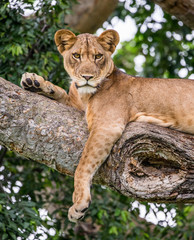 Fototapeta premium Lioness lying on a big tree. Close-up. Uganda. East Africa. An excellent illustration.