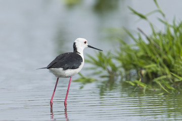 セイタカシギ(Black-winged stilt)