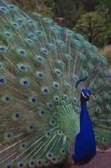 Fototapeta premium Pfau