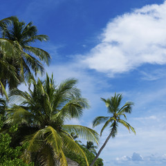 Tropical island palm trees against a bright sky 