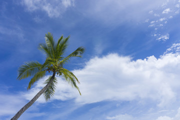 Tropical summer palm tree against a bright sky 