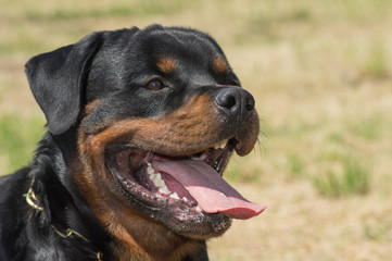 Rottweiler dog, close-up tongue poking out.