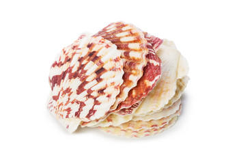 Seashell isolated on white background