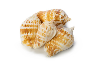 Seashell isolated on white background