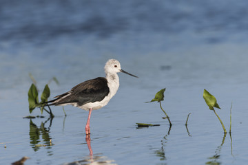 セイタカシギ(Black-winged stilt)
