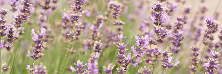 Lavendelfeld Banner 