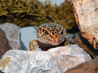 Leopardgecko