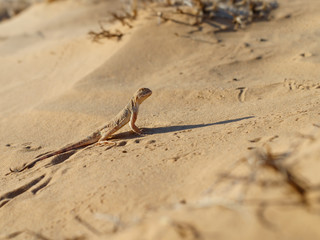 Lizard, Phrynocephalus guttatus, in the sand dunes and long shadow in the evening. Selective focus.