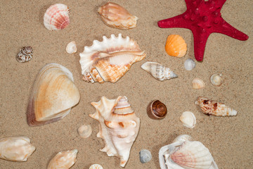 Fototapeta na wymiar Colorful shells of marine mollusks on the sea sand