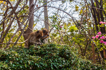 Two monkeys sit on branches of bush.