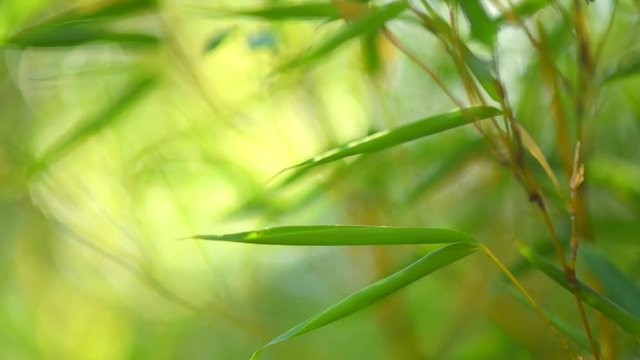 Bamboo forest. Growing bamboo in japanese garden. 4K UHD video 3840x2160