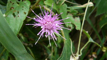 トゲトゲした花