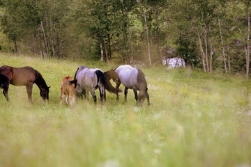 horse family, mares grazing with their foals