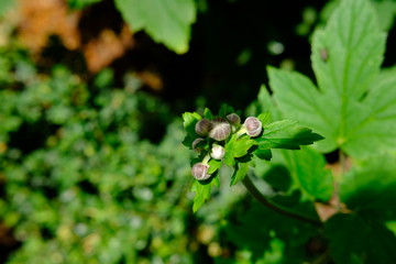 Die Knospen der Herbst-Anemone (Anemone hupehensis)
